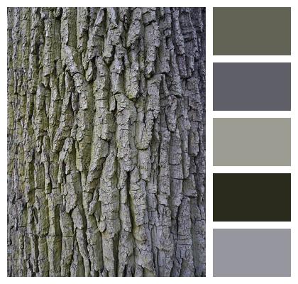 Texture Tree Tree Bark Image